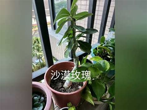 不怕西曬 植物|西曬植物推薦指南：打造室內綠意的避暑祕方 